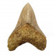 Otodus megalodon (carcharodon megalodon - megaselachus) indonésie      11,3 cm