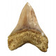 Otodus megalodon (carcharodon megalodon - megaselachus) indonésie      11,3 cm