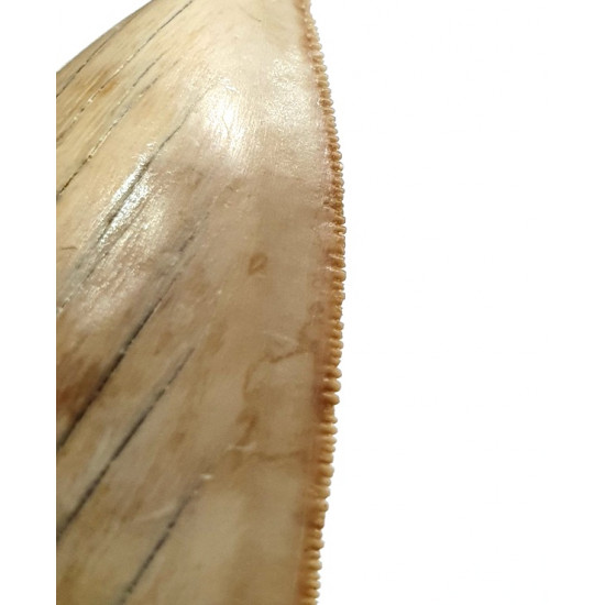 Otodus megalodon (carcharodon megalodon - megaselachus) indonésie      11,3 cm