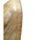 Otodus megalodon (carcharodon megalodon - megaselachus) indonésie      11,3 cm