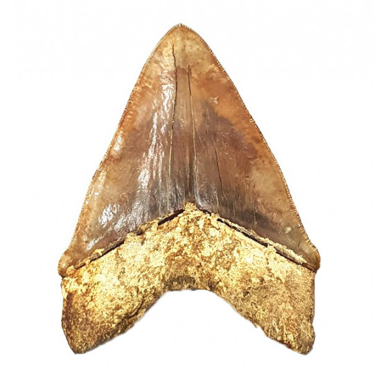 Otodus megalodon (carcharodon megalodon - megaselachus) indonésie 15,1 cm