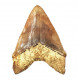 Otodus megalodon (carcharodon megalodon - megaselachus) indonésie 15,1 cm