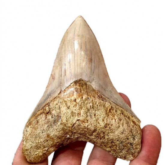Otodus megalodon (carcharodon megalodon - megaselachus) indonésie      11,3 cm