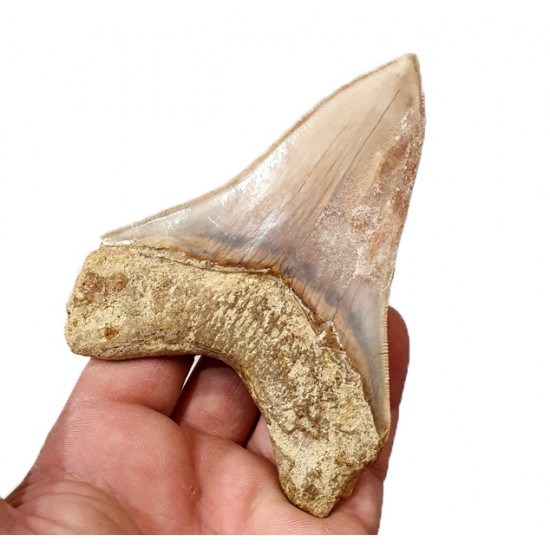 Otodus megalodon (carcharodon megalodon - megaselachus) indonésie      11,3 cm
