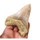 Otodus megalodon (carcharodon megalodon - megaselachus) indonésie      11,3 cm