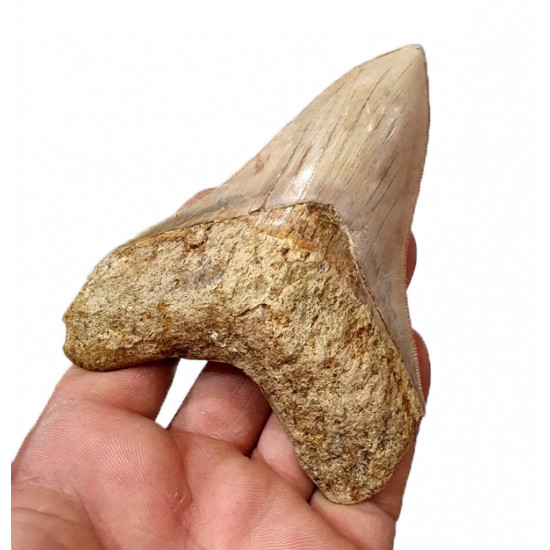 Otodus megalodon (carcharodon megalodon - megaselachus) indonésie      11,3 cm
