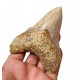 Otodus megalodon (carcharodon megalodon - megaselachus) indonésie      11,3 cm