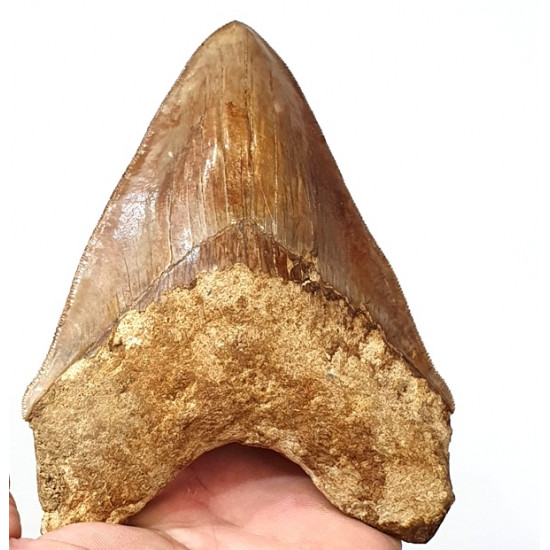 Otodus megalodon (carcharodon megalodon - megaselachus) indonésie 15,1 cm