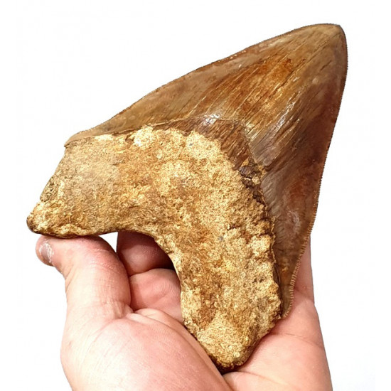 Otodus megalodon (carcharodon megalodon - megaselachus) indonésie 15,1 cm
