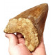 Otodus megalodon (carcharodon megalodon - megaselachus) indonésie 15,1 cm