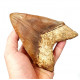 Otodus megalodon (carcharodon megalodon - megaselachus) indonésie 15,1 cm