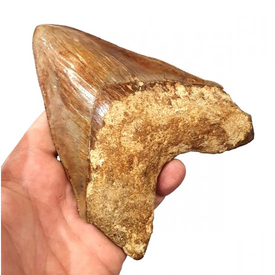 Otodus megalodon (carcharodon megalodon - megaselachus) indonésie 15,1 cm