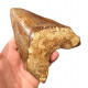 Otodus megalodon (carcharodon megalodon - megaselachus) indonésie 15,1 cm