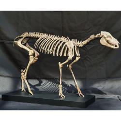 hyracotherium vassacciense