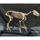 hyracotherium vassacciense