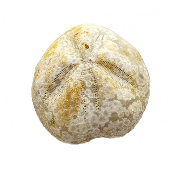 Mecaster batnensis