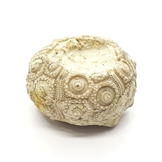 nenoticidaris mercieri