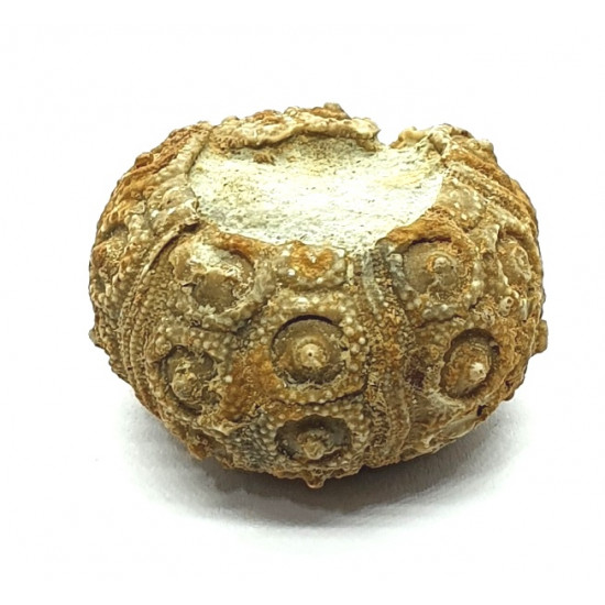 nenoticidaris mercieri