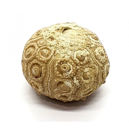 nenoticidaris mercieri