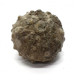 asterocidaris bistriata