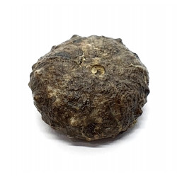 asterocidaris bistriata