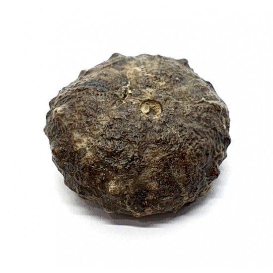 asterocidaris bistriata