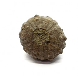 asterocidaris bistriata