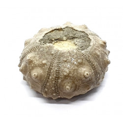 asterocidaris bistriata