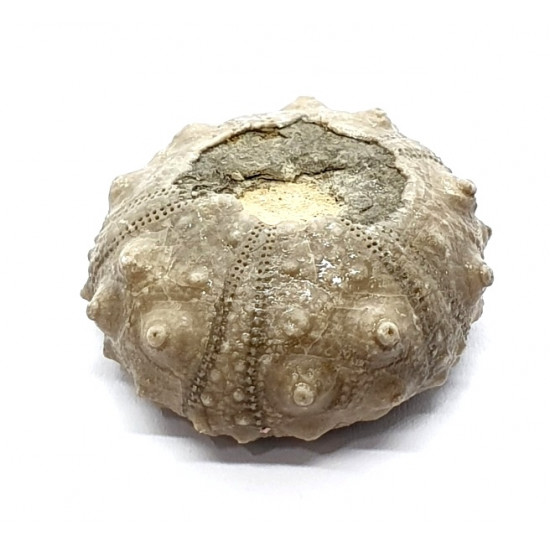 asterocidaris bistriata