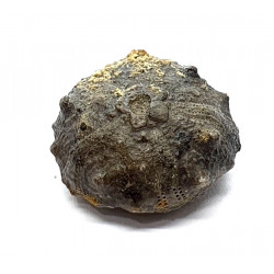 asterocidaris bistriata