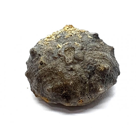 asterocidaris bistriata