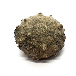 asterocidaris bistriata