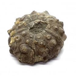 asterocidaris bistriata