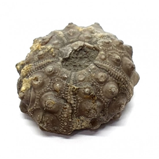 asterocidaris bistriata
