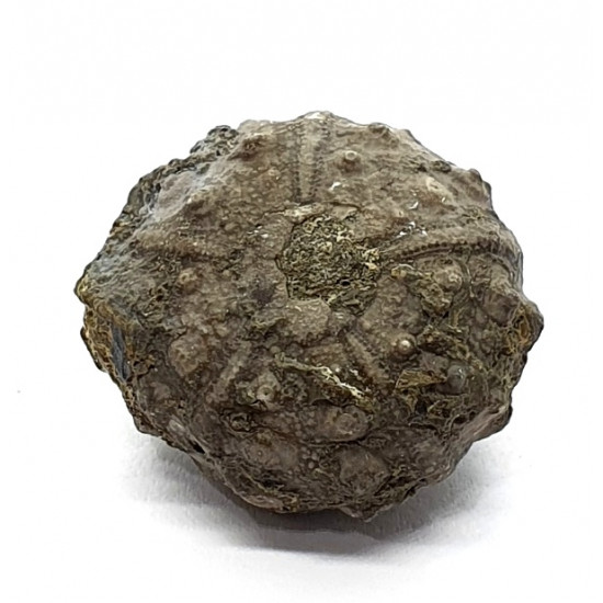 asterocidaris bistriata