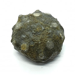 asterocidaris bistriata
