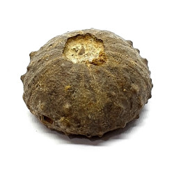 asterocidaris bistriata
