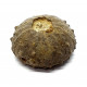 asterocidaris bistriata