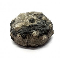 asterocidaris bistriata