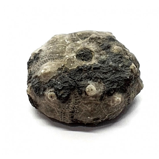 asterocidaris bistriata
