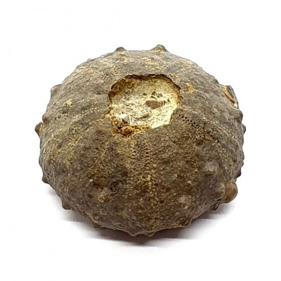 asterocidaris bistriata