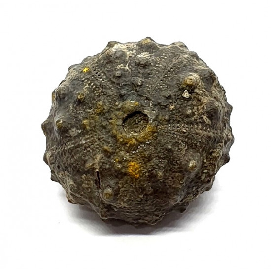 asterocidaris bistriata