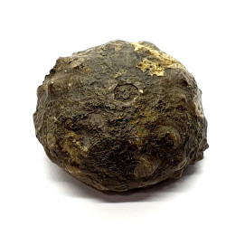 asterocidaris bistriata