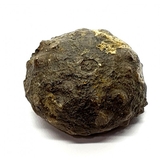 asterocidaris bistriata