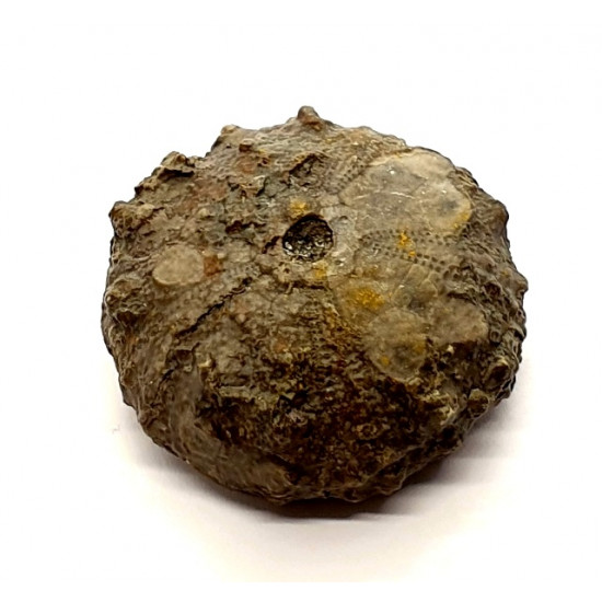 asterocidaris bistriata 