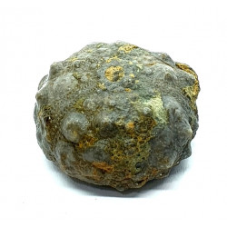 asterocidaris bistriata