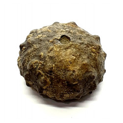 asterocidaris bistriata