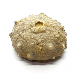 asterocidaris bistriata