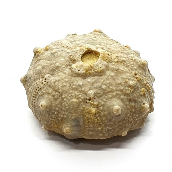 asterocidaris bistriata asterocidaris bistriata