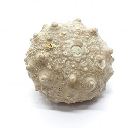 asterocidaris bistriata